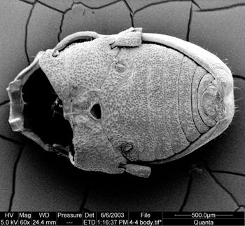 Media type: image;   Invertebrate Zoology 134639